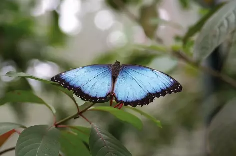 Le papillon morpho - Costa Rica - 