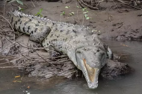 Un crocodile impressionnant sur la rivière Tarcoles - Costa Rica