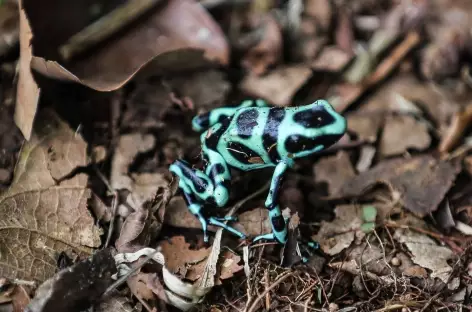 Les fameuses grenouilles - Costa Rica