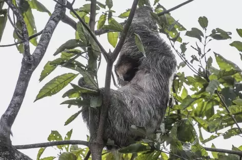 Rencontre avec un paresseux - Costa Rica