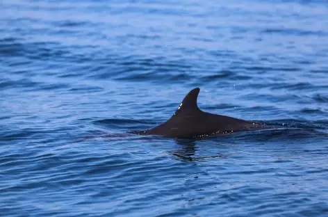 Un dauphin nous accompagne - Costa Rica