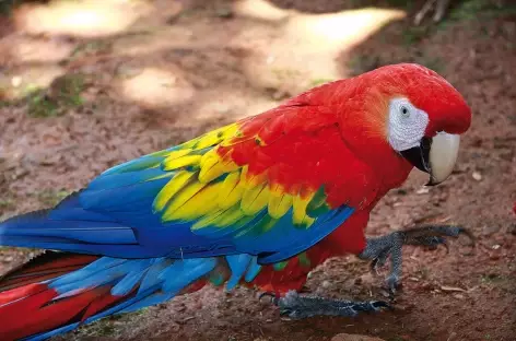 Un aras rouge - Costa Rica