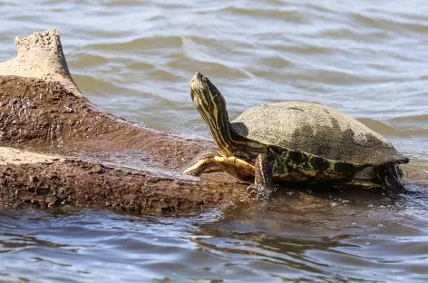 Observation d'une tortue sur les canaux de Tortugero - Costa Rica - 