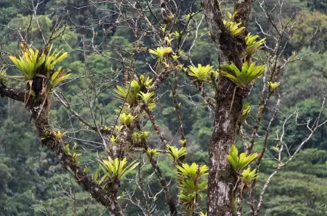 Balade dans la forêt tropicale - Costa Rica