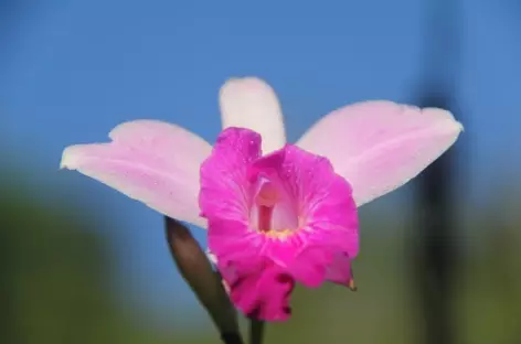 Une orchidée sauvage - Costa Rica