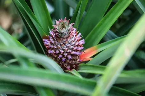 Visite d'une plantation d'ananas - Costa Rica