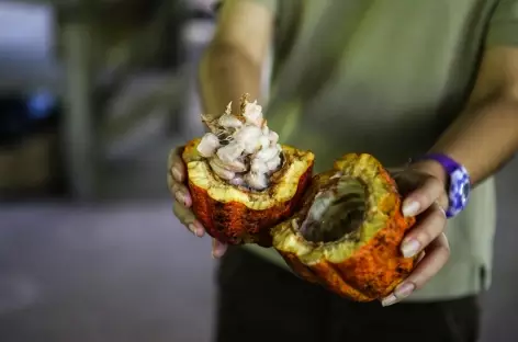 Une cabosse de cacao - Costa Rica