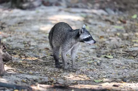 Rencontre avec un coati à Corcovado - Costa Rica