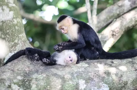 Deux singes capucins s'épouillent - Costa Rica