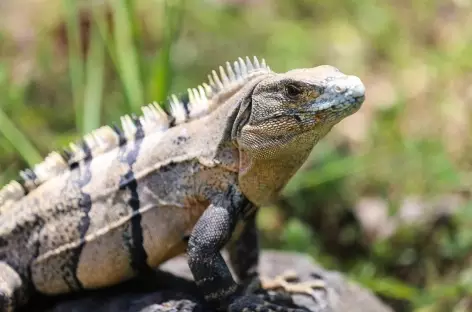 Un iguane - Costa Rica