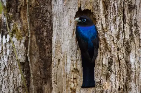 Observation des oiseaux - Costa Rica