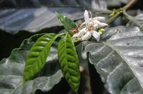 Une fleur de caféier - Costa Rica