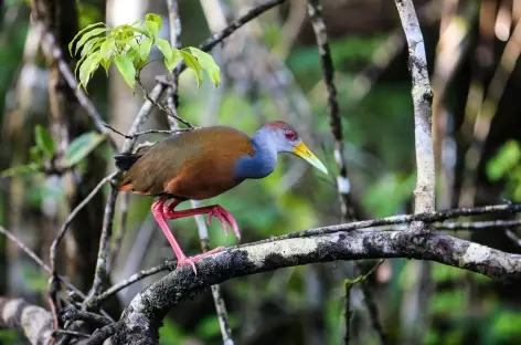 Observation des oiseaux - Costa Rica