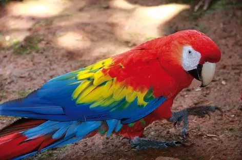 Un aras dans toute sa splendeur !  - Costa Rica