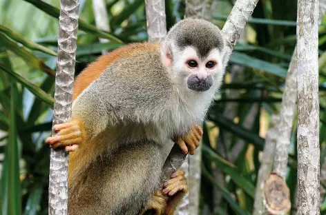 Rencontre avec un singe écureuil - Costa Rica