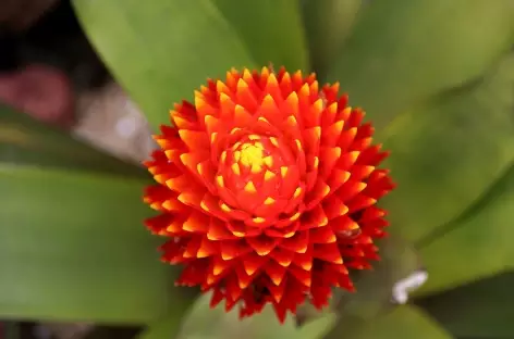 Beauté des fleurs tropicales - Costa Rica