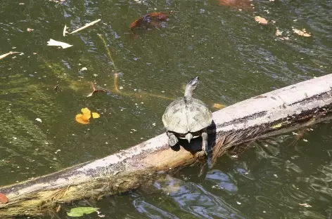 Tortue à Cahuita - Costa Rica