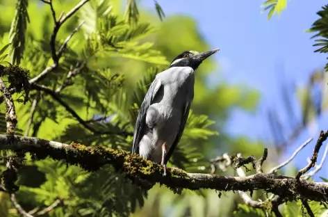 Héron de nuit à couronne jaune - Costa Rica