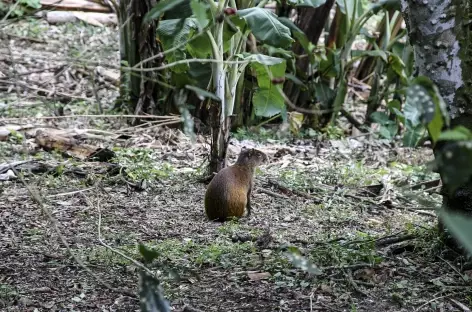 Agouti - Costa Rica