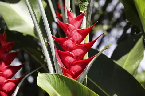 Flore - Costa Rica - 