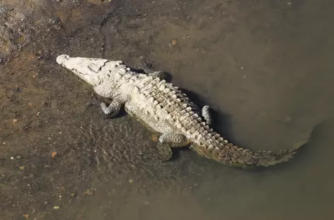 Crocodile à Tarcoles - Costa Rica