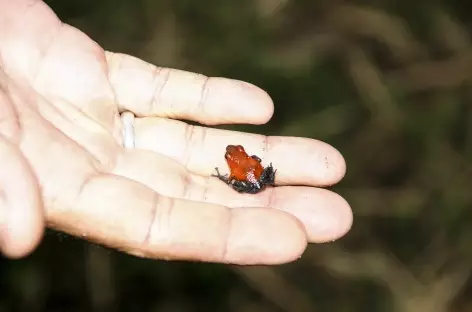 Grenouille blue jeans à Sarappiqui - Costa Rica