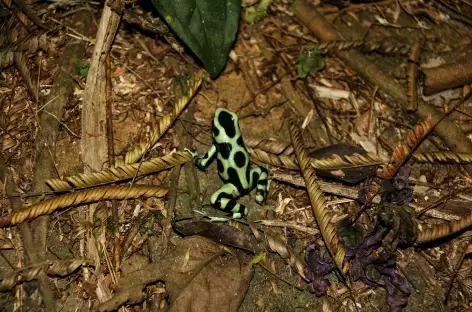 Grenouille verte et noire à Sarapiqui - Costa Rica