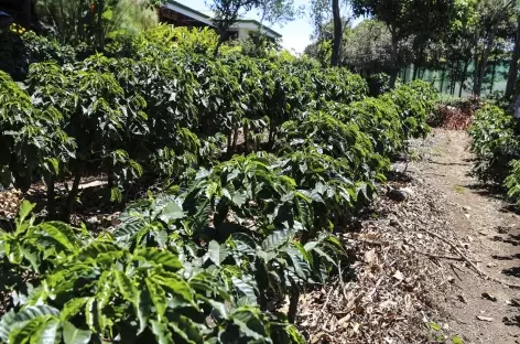 Plantation de café - Costa Rica