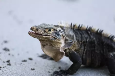 Un iguane terrestre dans le parc national Manuel Antonio - Costa Rica