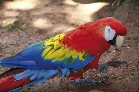 Un ara rouge - Costa Rica