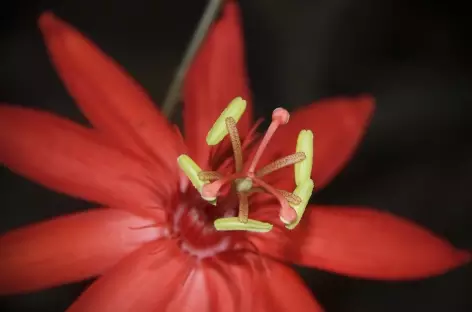 Une fleur tropicale - Costa Rica