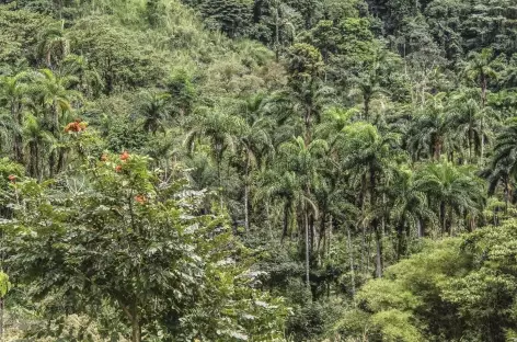 Trek vers La Chaqueta - Costa Rica