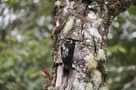 Un oiseau à Dota - Costa Rica