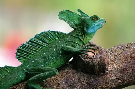 Rencontre avec le lézard basilic - Costa Rica - 