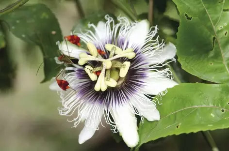 Une fleur de passiflore - Costa Rica - 