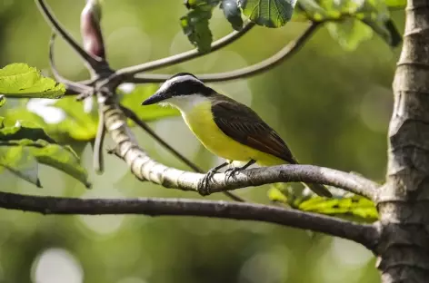 Le Bienteveo Grande - Costa Rica