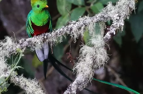 Quetzal mâle à Dota - 