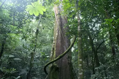 Forêt tropicale à Rincon de la Vieja - Costa Rica - 