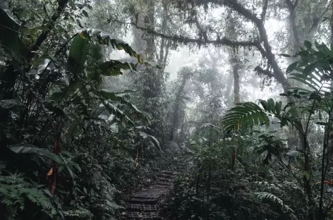 Forêt nuageuse de Monteverde - Costa Rica - 