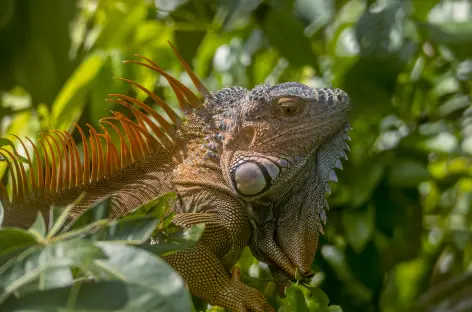 Iguane - Costa Rica