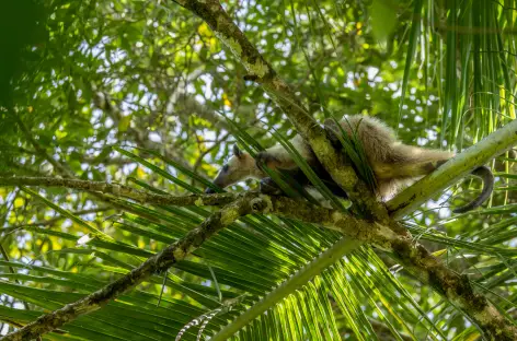 Fourmillier - Costa Rica