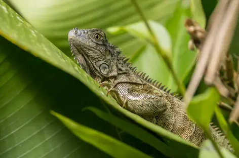 Iguane - Costa Rica - 