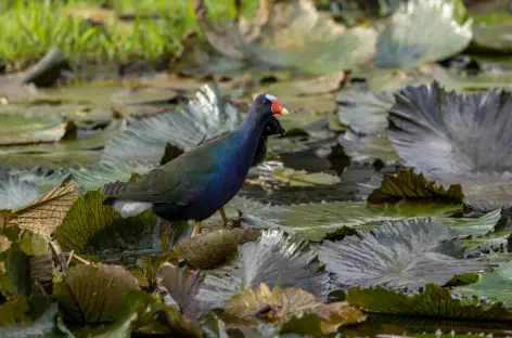Oiseau du Costa Rica, le Talève
