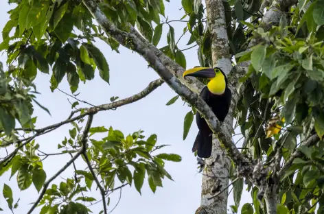 Toucan - Costa Rica -