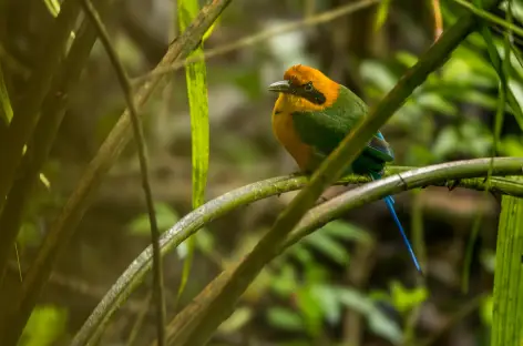 Oiseau du Costa Rica, le Motmot roux