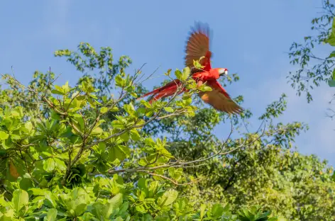 Aras - Costa Rica