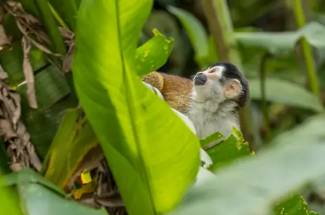 Singe mono-Titi - Costa Rica