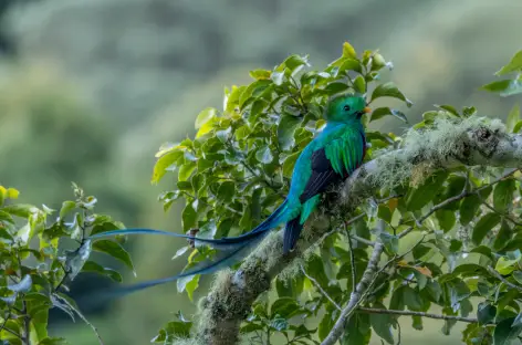Observation du Quetzal dans la région de Dota - Costa Rica
