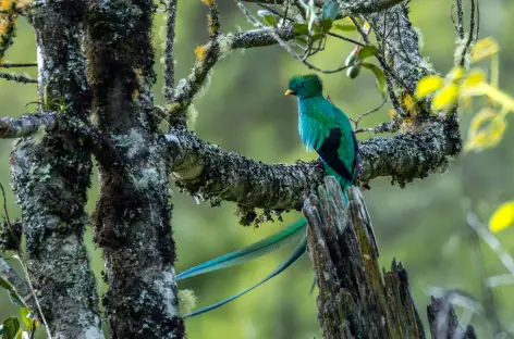 Observation du Quetzal dans la région de Dota - Costa Rica - 