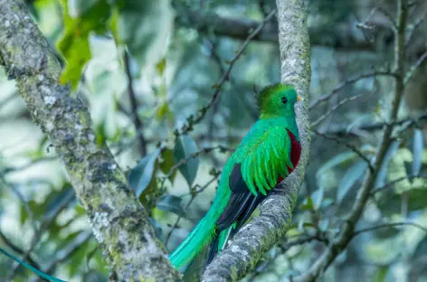 Observation du Quetzal dans la région de Dota - Costa Rica